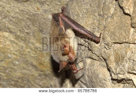 Greater mouse-eared bat ( Myotis myotis)