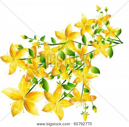 The view of forsythia 