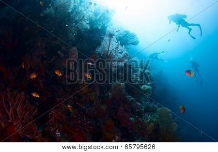 Scuba divers exploring underwater reef wall
