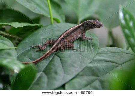 Lizard On Bush