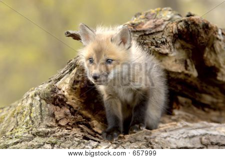 Kettu (Vulpes Vulpes) pentu muummoassa kameran vasemmalle.