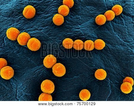 streptococcus