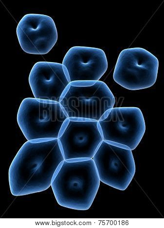 acinetobacter