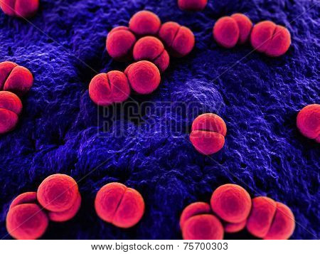 meningococcus,