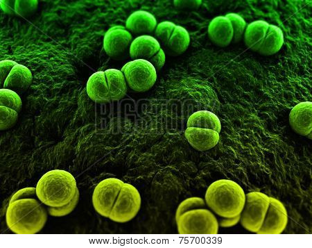 meningococcus,