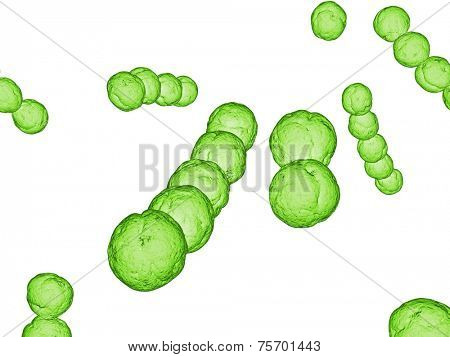 streptococcus