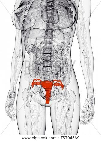 highlighted uterus