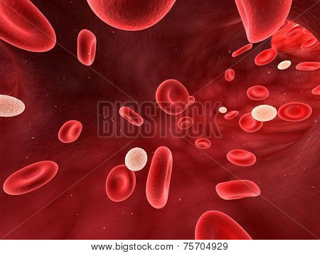 leucocytes in blood