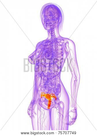 female anatomy - uterus