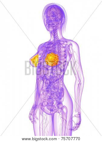 female anatomy - mammary glands