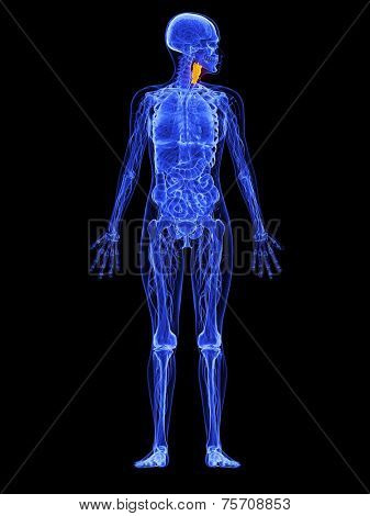 female anatomy - larynx