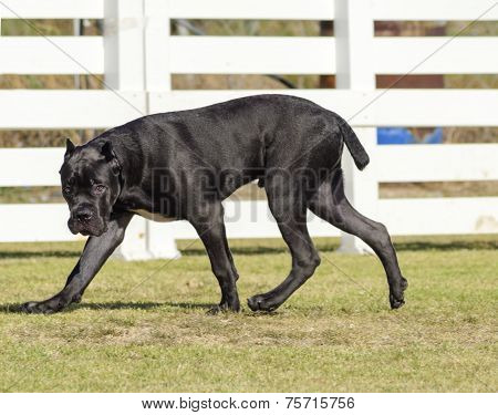 Cane Corso
