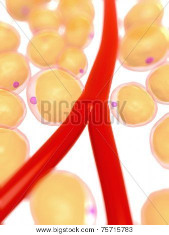 3d rendered, medical illustration of some fat cells