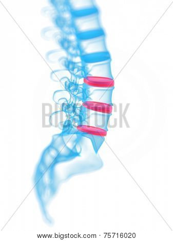 3d rendered medical illustration of a human spine