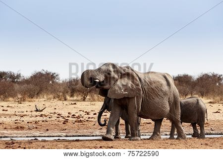 A Herd Of African Elephants Drinking At A Muddy Waterhole