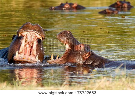 Two Fighting Young Male Hippopotamus Hippopotamus