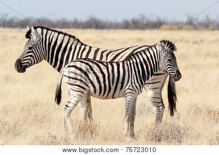 Zebra Foal With Mother In African Bush