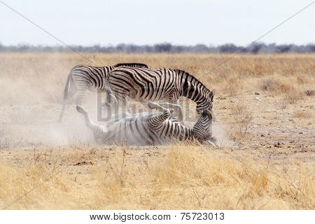 Zebra Rolling On Dusty White Sand