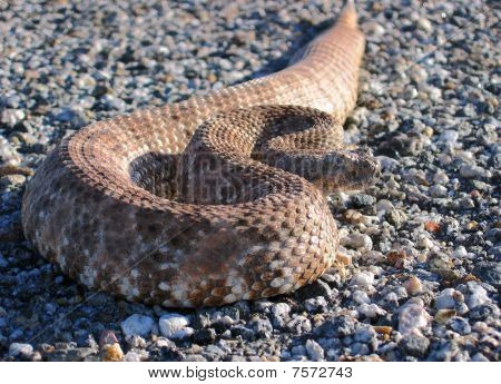 Chřestýš na silnici