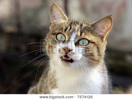 Kedi portresi