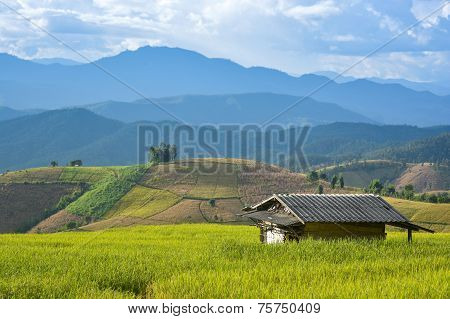 hut in race field