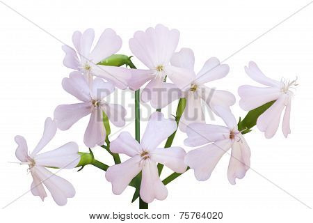 Soapwort Flower