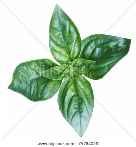 Basil