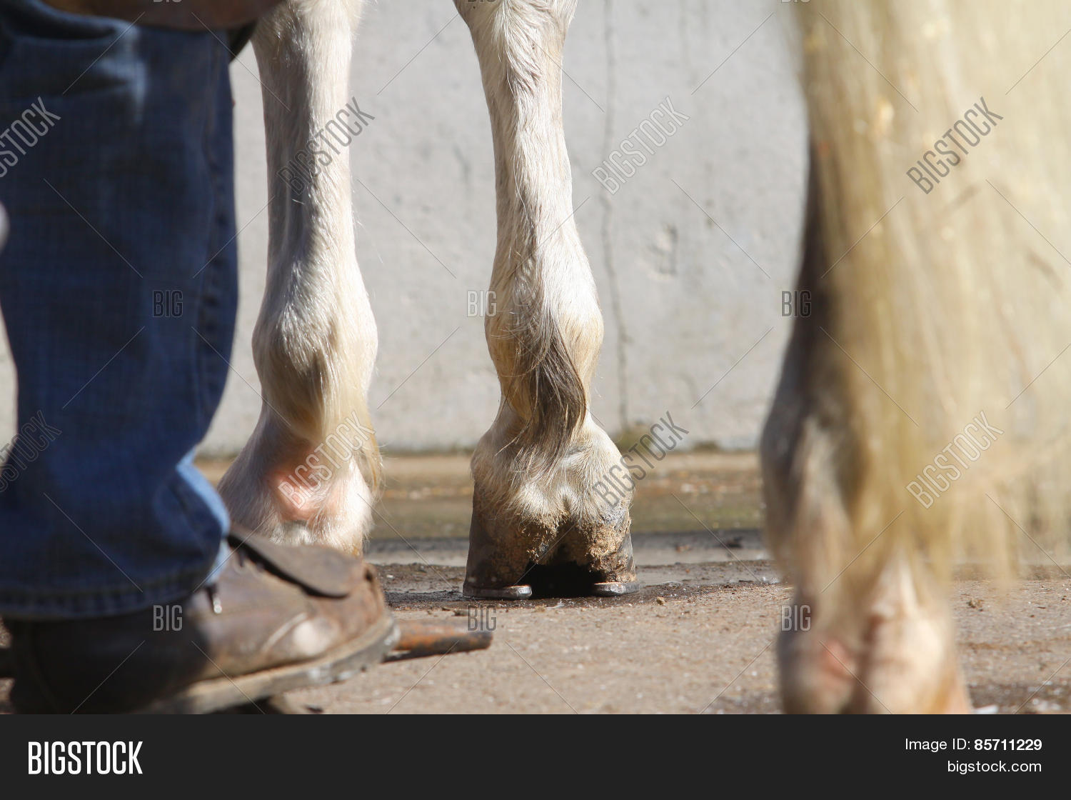 Проводка лошади. Как жилин оказался в плену. Трёхпалые конечности лошади. Ноги лошади. Припустил под кручь во все лошадиные ноги.