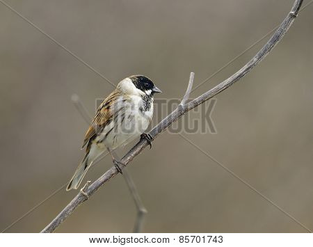 Reed Bunting