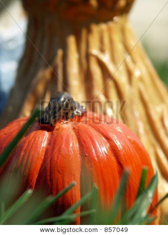 Zucca nel campo