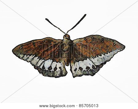 butterfly painting
