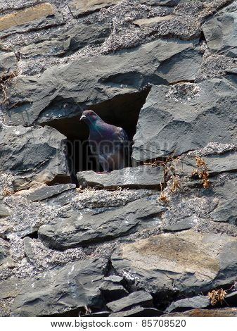 Pigeon in a rustic wall hole