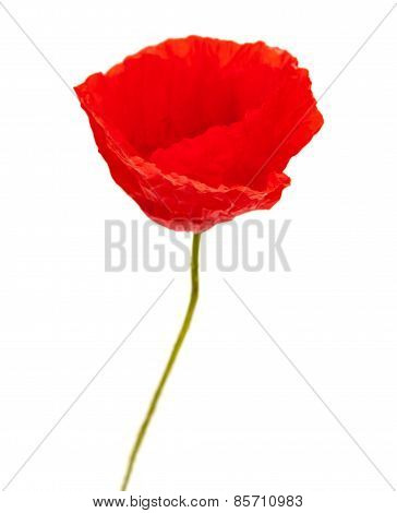 Bright Red Poppy Flower Isolated
