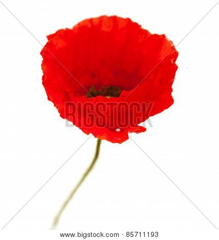 Bright Red Poppy Flower Isolated