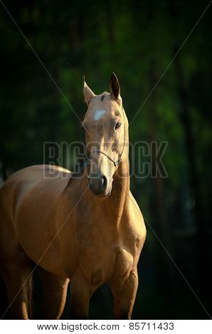 Akhal-teke Stallion