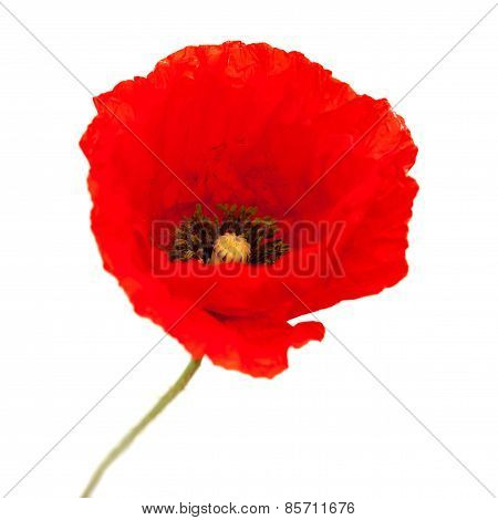 Bright Red Poppy Flower Isolated