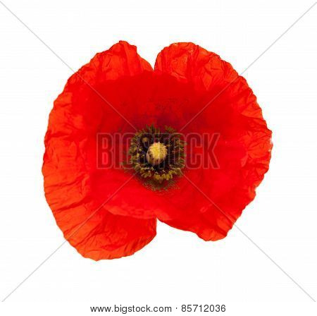 Bright Red Poppy Flower Isolated
