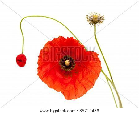 Bright Red Poppy Flower Isolated