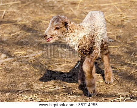 Hungarian Racka Lamb
