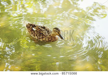 Duck On The Water