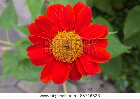 Red Flower