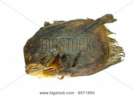 Salted Turbot Flatfish