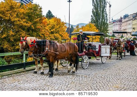 Two Horses Harnessed To The Carriage