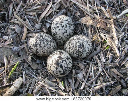 Killdeer eggs