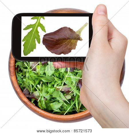Tourist Photographs Of Leafs Of Rocketsalad