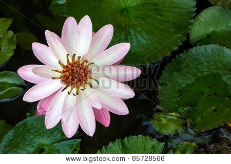 A beautiful white water lily or lotus flower in pond