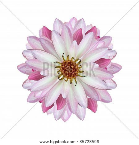 lotus isolate on white background