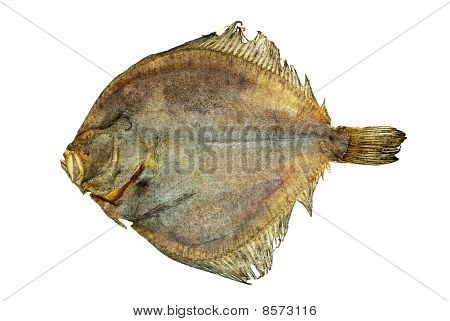 Salted Turbot Flatfish