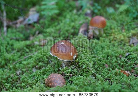 Mushrooms