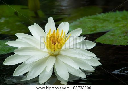 Water Lily